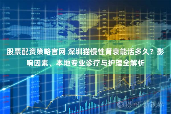 股票配资策略官网 深圳猫慢性肾衰能活多久？影响因素、本地专业诊疗与护理全解析