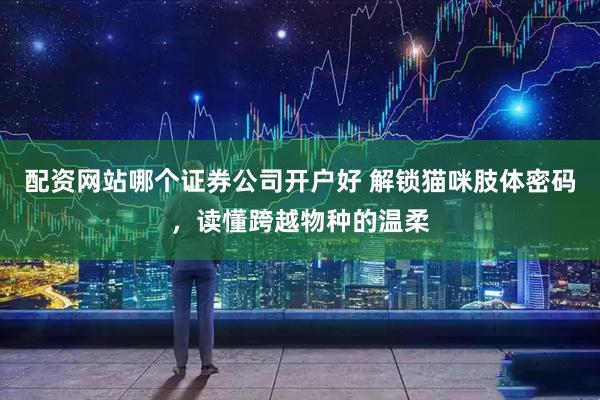 配资网站哪个证券公司开户好 解锁猫咪肢体密码，读懂跨越物种的温柔